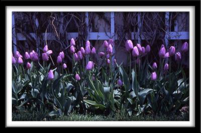 Lavendar Tulips