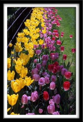 Line of Tulips