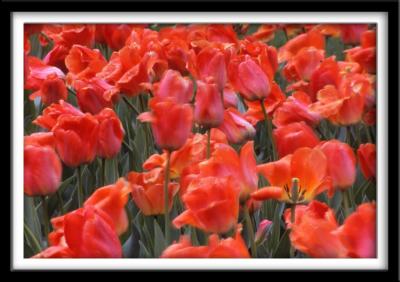 Orange Tulips