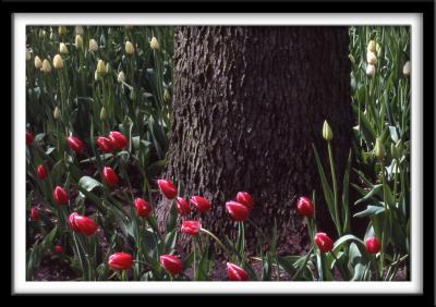 Tulips and Tree 1