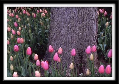 Tulips and Tree 2