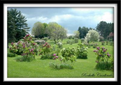 The Lilac Arboretum
