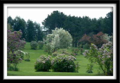 Lilac Arboretum Valley