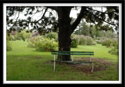 Tree and Bench