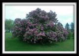 Lilac Tree