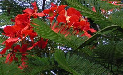 Flame Tree Flowers