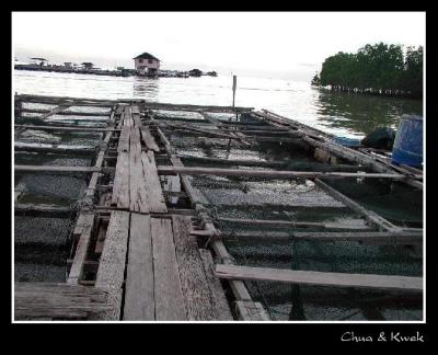 u17/chyeheng/medium/5619363.Malaysia_Kukup_04_cmt.jpg