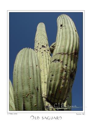 17Apr05 Old Saguaro