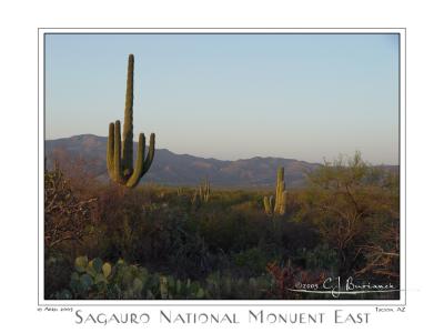 19Apr05 Saguaro National Monument East Shortly Before Sunset