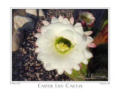 20Apr05 Easter Lily Catcus