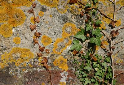 April 18 2005: Ivy Old and New