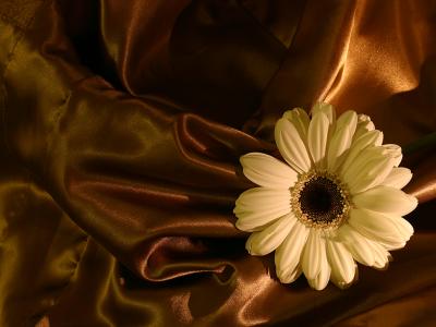 April 21 2005: A Florist’s Gerbera