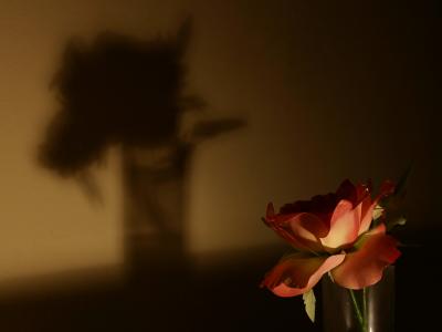 April 23 2005: Floral Shadows