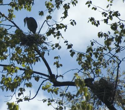 Heron in nest high in the trees