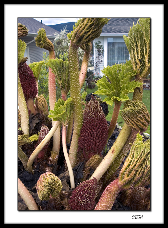 Jungle Plant 3 net.jpg