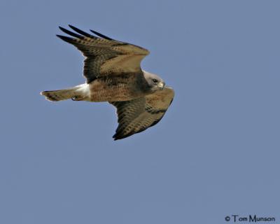 Swainson's Hawk