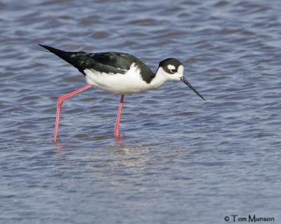 Black-necked Stilt