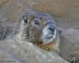 Yellow Marmot