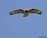 Red-tailed Hawk