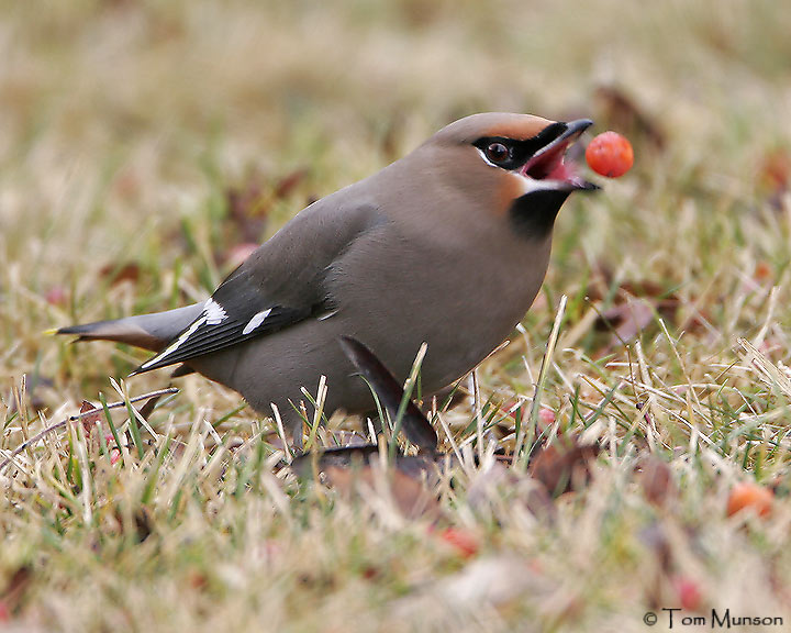  Bohemian-Waxwing