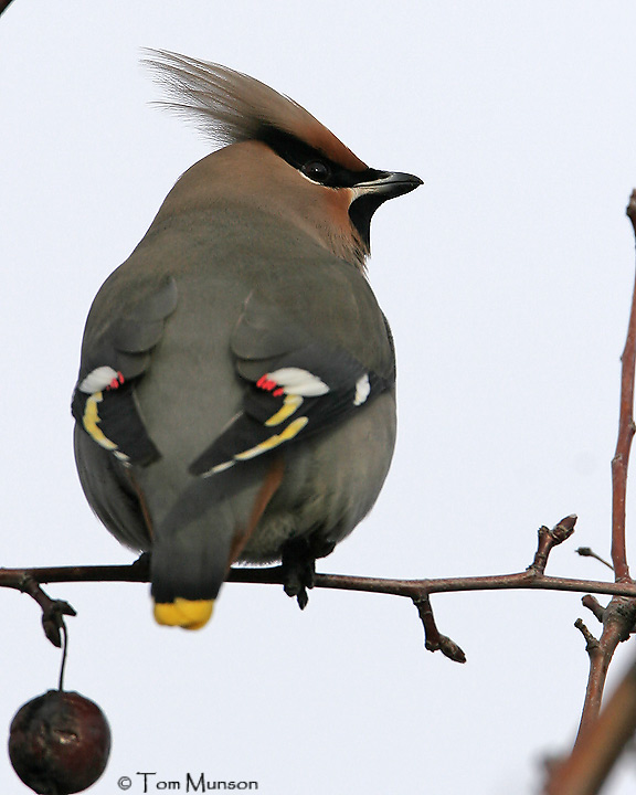  Bohemian-Waxwing