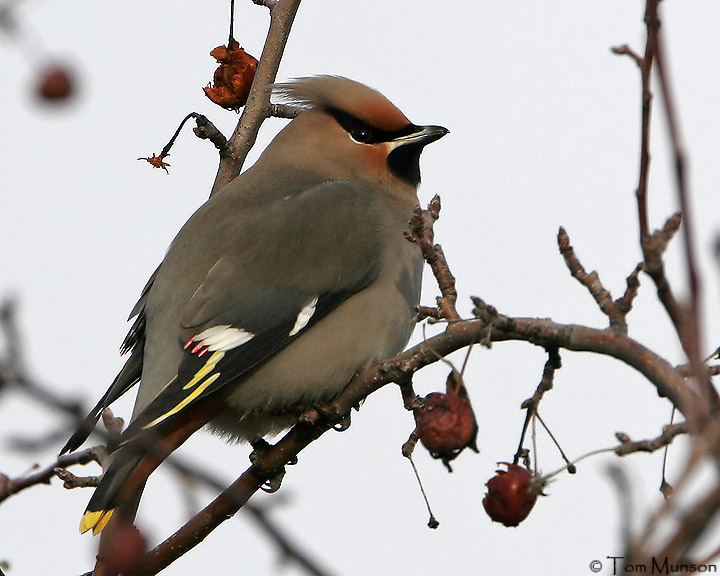   Bohemian-Waxwing