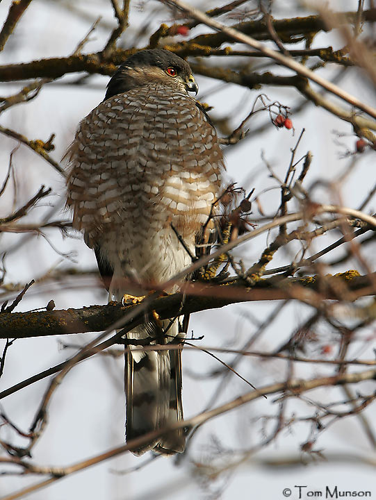  Sharp-shinned-Hawk