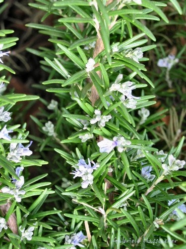 Rosemary