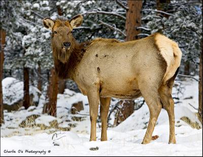 Cow Elk...