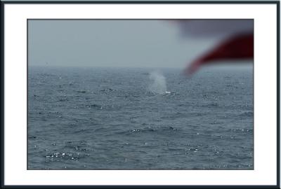 Backfin whales blow the sea air from their lungs before they breach.