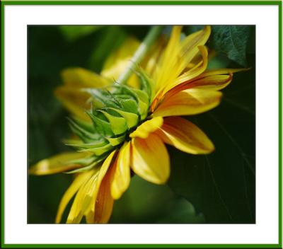 Back on land, we find flowers....