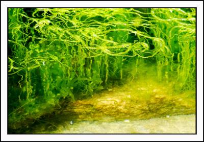 Starved for green, even algae in tidal pools is attractive!