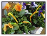 And at the library, volunteers are honored with pansies! Its SPRING!!!