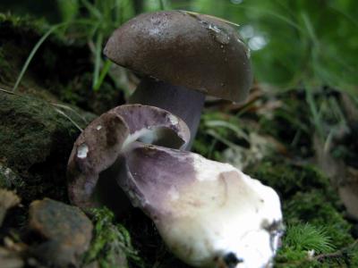 Tylopilus-plumbeoviolaceus5.jpg