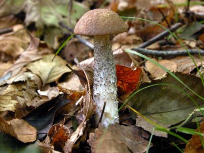 Leccinum-scabrum8420.jpg