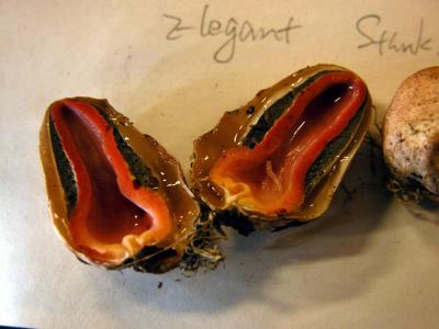 Stinkhorn Egglet8222.jpg
