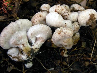Entoloma-abortivum8179.jpg