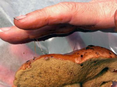 Suillus8092.jpg