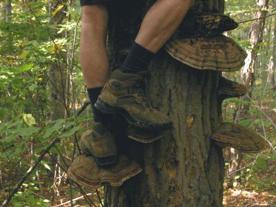 Ganoderma applanatum 'steps'8134.jpg