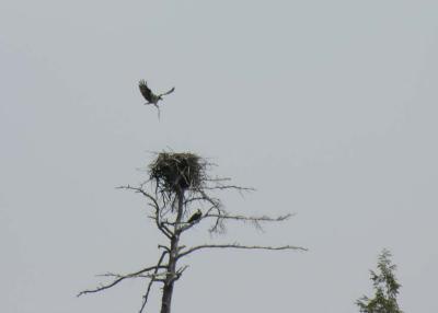 Osprey carring branch to nest