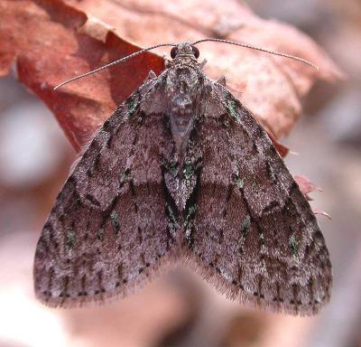 Moth found in Hemlock grove -- no I.D.