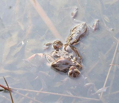 mating ball of Woodfrogs