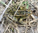 Leopard frog -- <i>Rana pipiens</i>