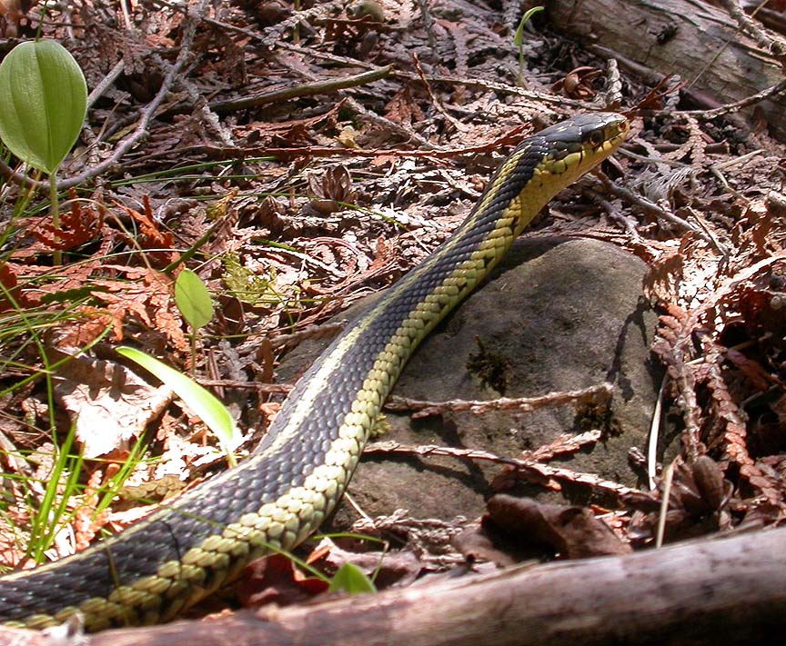 Eastern Gartersnake