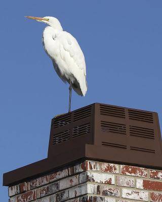 ... on the top of my chimney!