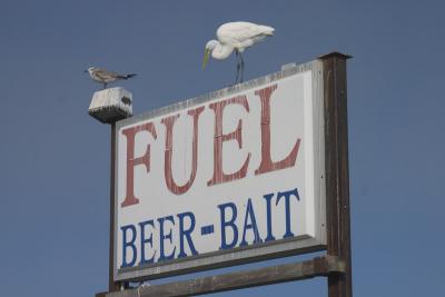 Waiting for Bait *