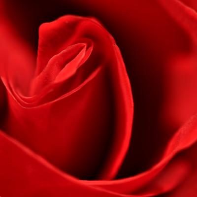 Rose *