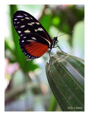 Butterfly (*)
