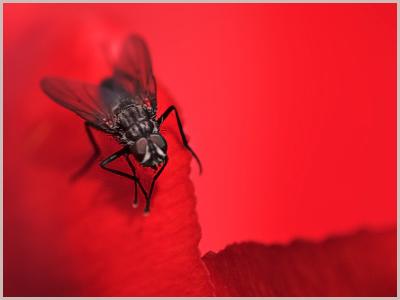 A Fly In The Red Light District*