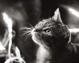 <b>6th Place</b><br>Looking Up To The Christmas Tree*